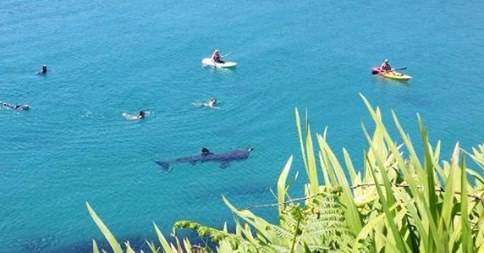 Basking shark Cape Clear Island