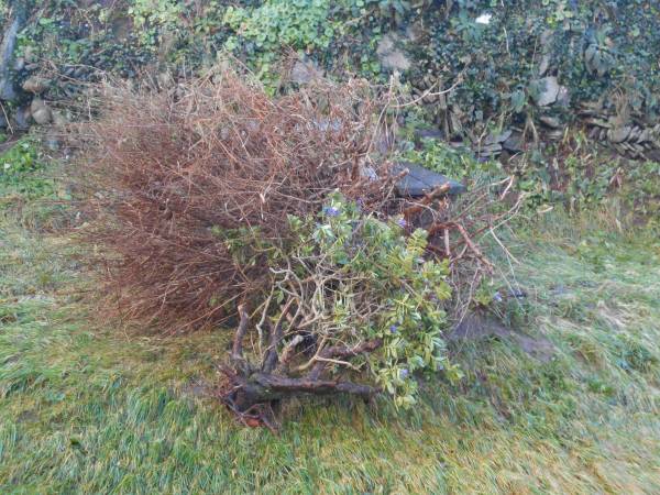 Natural gardening reaches its zenith on Cape Clear Island